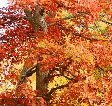 fall tree