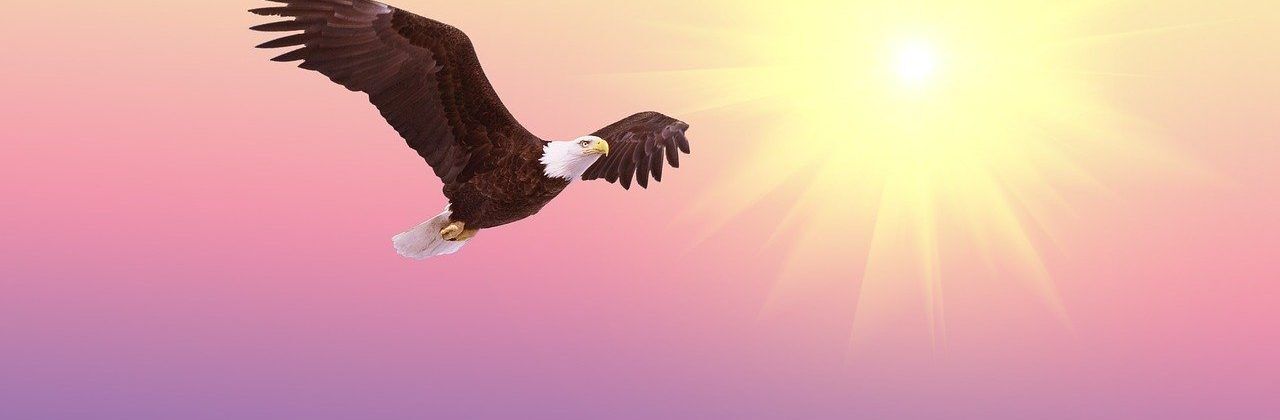 American Bald Eagle flying through the sky.